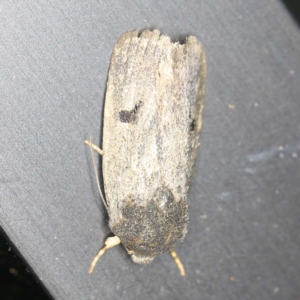 Thoracolopha undescribed species MoV6 at O'Connor, ACT - 8 Jan 2022