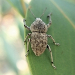 Merimnetes oblongus (Radiata pine shoot weevil) at Aranda, ACT - 5 Jan 2022 by CathB