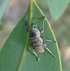 Merimnetes oblongus at Aranda, ACT - 5 Jan 2022