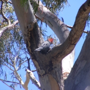 Callocephalon fimbriatum at Hughes, ACT - 10 Jan 2022