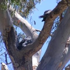 Callocephalon fimbriatum at Hughes, ACT - 10 Jan 2022