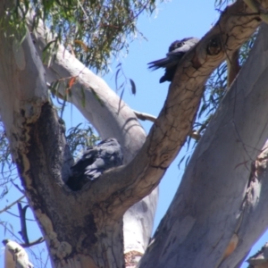 Callocephalon fimbriatum at Hughes, ACT - 10 Jan 2022