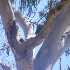 Callocephalon fimbriatum at Hughes, ACT - 10 Jan 2022