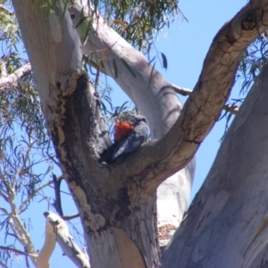 Callocephalon fimbriatum at Hughes, ACT - 10 Jan 2022