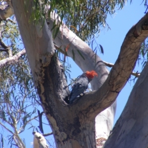 Callocephalon fimbriatum at Hughes, ACT - 10 Jan 2022