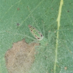 Araneus talipedatus (Slender green orb-weaver) at Aranda Bushland - 4 Jan 2022 by CathB