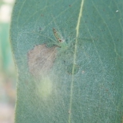 Araneus talipedatus at Aranda, ACT - 5 Jan 2022