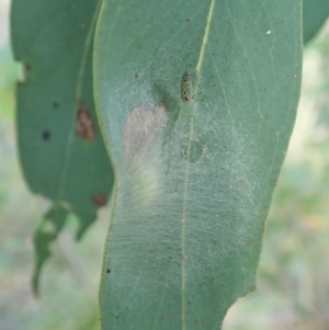 Araneus talipedatus at Aranda, ACT - 5 Jan 2022