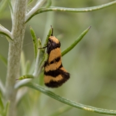 Olbonoma triptycha (Chezela Group) at Rendezvous Creek, ACT - 3 Jan 2022 by SWishart