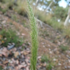 Dichelachne micrantha at Aranda, ACT - 5 Jan 2022