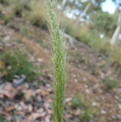 Dichelachne micrantha (Short-Haired Plume Grass) at Aranda Bushland - 4 Jan 2022 by CathB