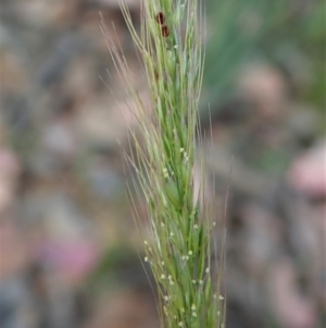 Dichelachne micrantha at Aranda, ACT - 5 Jan 2022