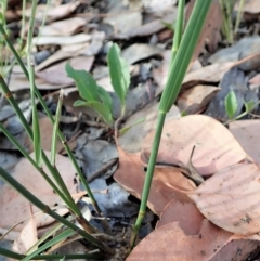 Dichelachne micrantha at Aranda, ACT - 5 Jan 2022