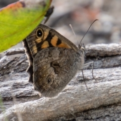 Geitoneura klugii (Klug's Xenica / Marbled Xenica) at Rendezvous Creek, ACT - 4 Jan 2022 by SWishart