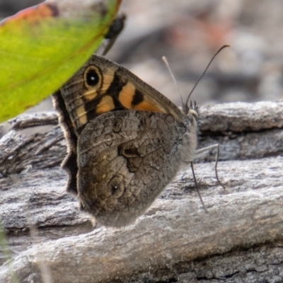 Geitoneura klugii (Marbled Xenica) at Rendezvous Creek, ACT - 4 Jan 2022 by SWishart