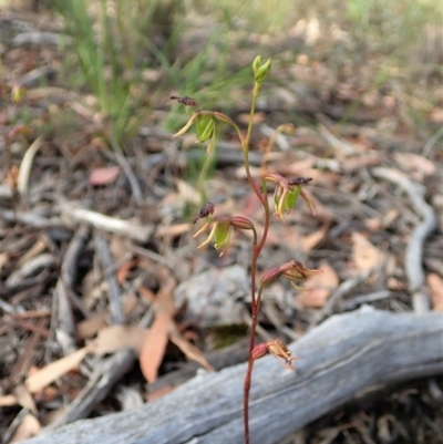 Caleana minor (Small Duck Orchid) at Aranda Bushland - 4 Jan 2022 by CathB