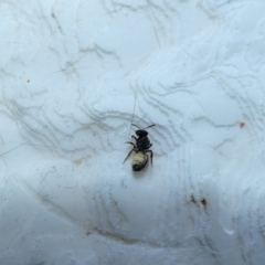 Lasioglossum (Homalictus) sp. (genus & subgenus) (Furrow Bee) at McKellar, ACT - 10 Jan 2022 by Birdy