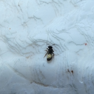 Lasioglossum (Homalictus) sp. (genus & subgenus) at McKellar, ACT - suppressed