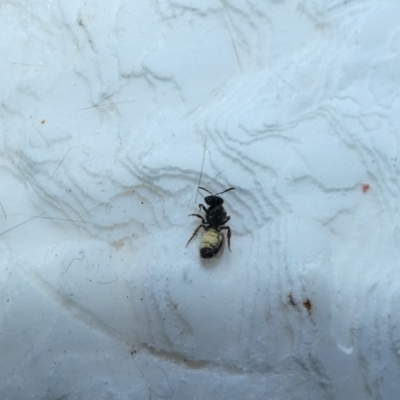 Lasioglossum (Homalictus) sp. (genus & subgenus) (Furrow Bee) at McKellar, ACT - 10 Jan 2022 by Birdy