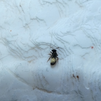 Lasioglossum (Homalictus) sp. (genus & subgenus) (Furrow Bee) at McKellar, ACT - 10 Jan 2022 by Amata