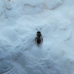 Lasioglossum (Homalictus) sp. (genus & subgenus) at McKellar, ACT - suppressed