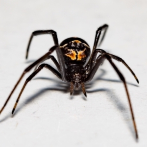 Latrodectus hasselti at Jerrabomberra, NSW - 1 Nov 2021 09:50 AM