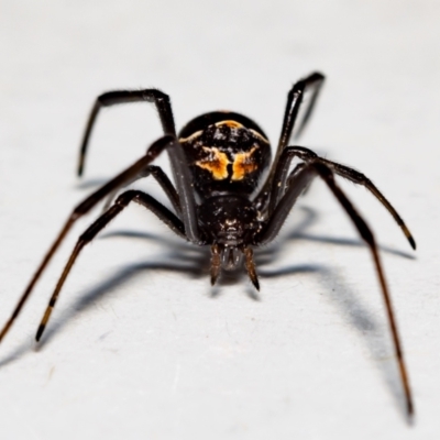 Latrodectus hasselti (Redback Spider) at QPRC LGA - 31 Oct 2021 by MarkT