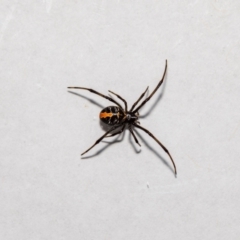 Latrodectus hasselti at Jerrabomberra, NSW - 1 Nov 2021