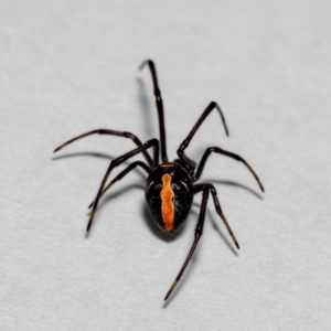 Latrodectus hasselti at Jerrabomberra, NSW - 1 Nov 2021