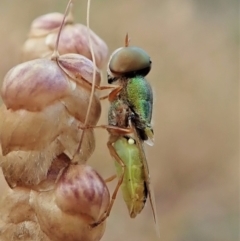 Odontomyia decipiens (Green Soldier Fly) at Aranda, ACT - 5 Jan 2022 by CathB