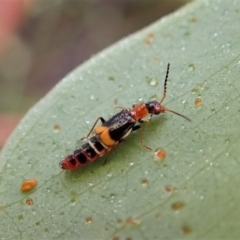 Carphurus sp. (genus) (Soft-winged flower beetle) at Molonglo Valley, ACT - 8 Jan 2022 by CathB