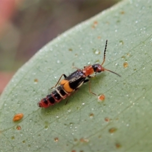 Carphurus sp. (genus) at Molonglo Valley, ACT - 8 Jan 2022