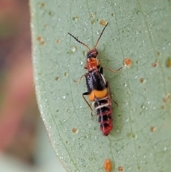 Carphurus sp. (genus) at Molonglo Valley, ACT - 8 Jan 2022