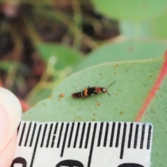 Carphurus sp. (genus) at Molonglo Valley, ACT - 8 Jan 2022