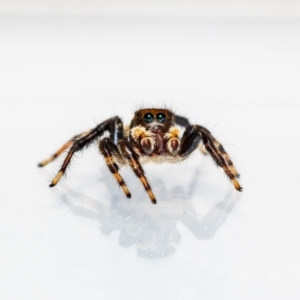 Maratus griseus at Jerrabomberra, NSW - suppressed