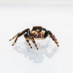 Maratus griseus (Jumping spider) at Jerrabomberra, NSW - 1 Nov 2021 by MarkT