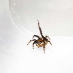 Maratus griseus at Jerrabomberra, NSW - suppressed