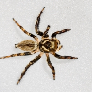 Maratus griseus at Jerrabomberra, NSW - suppressed