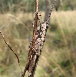 Coryphistes ruricola at Cook, ACT - 8 Jan 2022 01:53 PM