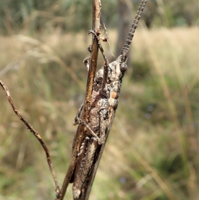 Coryphistes ruricola (Bark-mimicking Grasshopper) at Cook, ACT - 8 Jan 2022 by CathB
