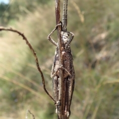 Coryphistes ruricola at Cook, ACT - 8 Jan 2022