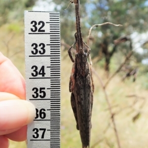 Coryphistes ruricola at Cook, ACT - 8 Jan 2022 01:53 PM