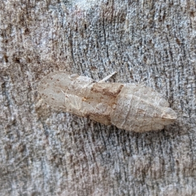 Ledromorpha planirostris (A leafhopper) at Watson, ACT - 10 Jan 2022 by sbittinger