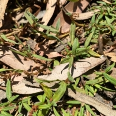 Persicaria prostrata (Creeping Knotweed) at Suttons Dam - 10 Jan 2022 by KL