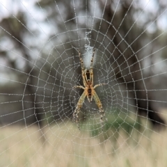 Plebs bradleyi (Enamelled spider) at Watson, ACT - 9 Jan 2022 by sbittinger