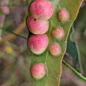 Chalcidoidea (superfamily) at Watson, ACT - 10 Jan 2022