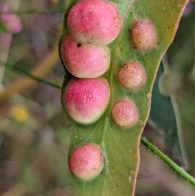 Chalcidoidea (superfamily) (A gall wasp or Chalcid wasp) at Mount Majura - 9 Jan 2022 by sbittinger