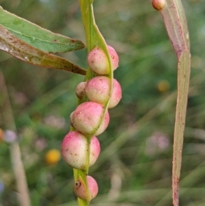 Chalcidoidea (superfamily) at Watson, ACT - 10 Jan 2022