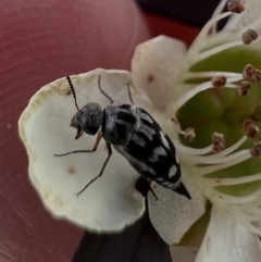 Mordellidae sp. (family) (Unidentified pintail or tumbling flower beetle) at Murrumbateman, NSW - 9 Jan 2022 by SimoneC