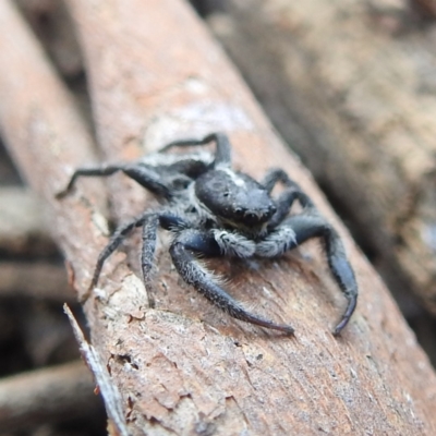 Ocrisiona leucocomis (White-flecked Crevice-dweller) at Lions Youth Haven - Westwood Farm A.C.T. - 10 Jan 2022 by HelenCross